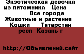 Экзотическая девочка из питомника › Цена ­ 25 000 - Все города Животные и растения » Кошки   . Татарстан респ.,Казань г.